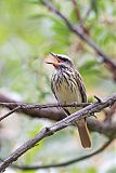 Sulphur-bellied Flycatcherborder=